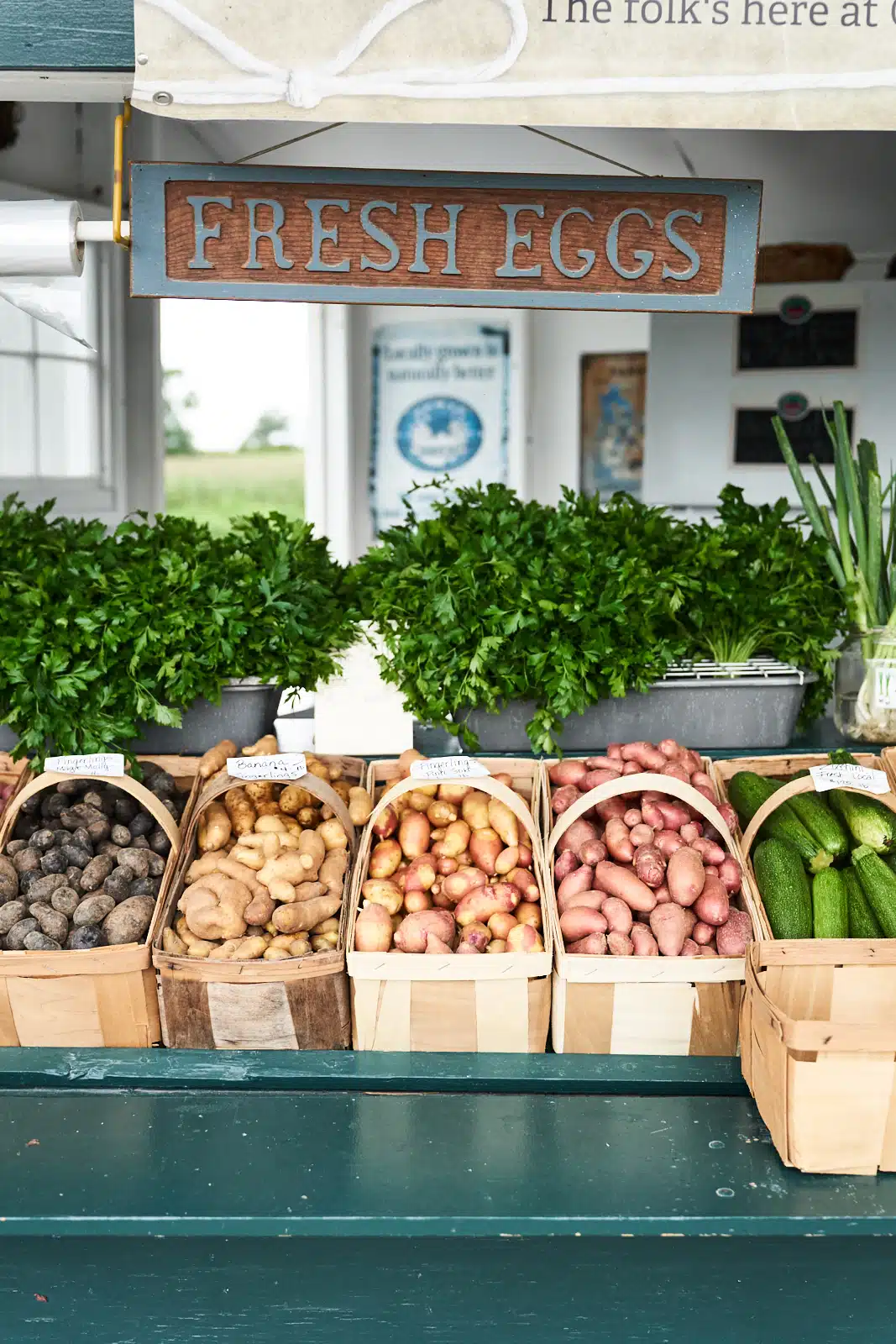 Scenes from the New England Farm Coast in Summer