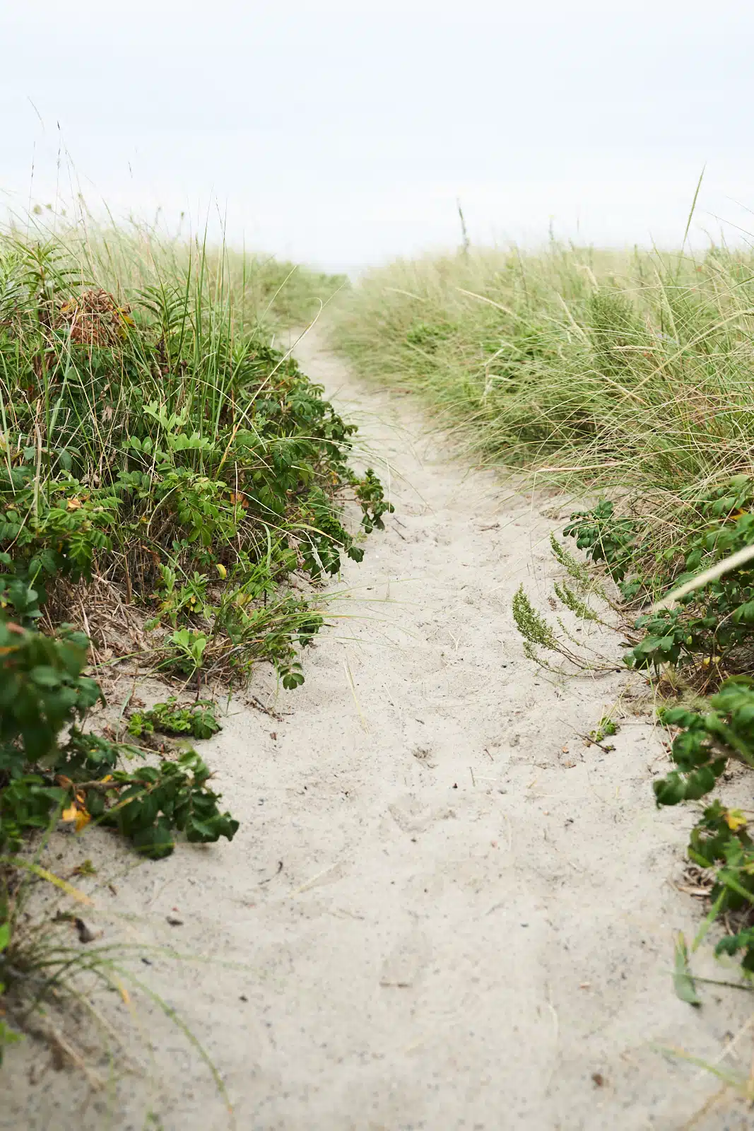 Scenes from the New England Farm Coast in Summer