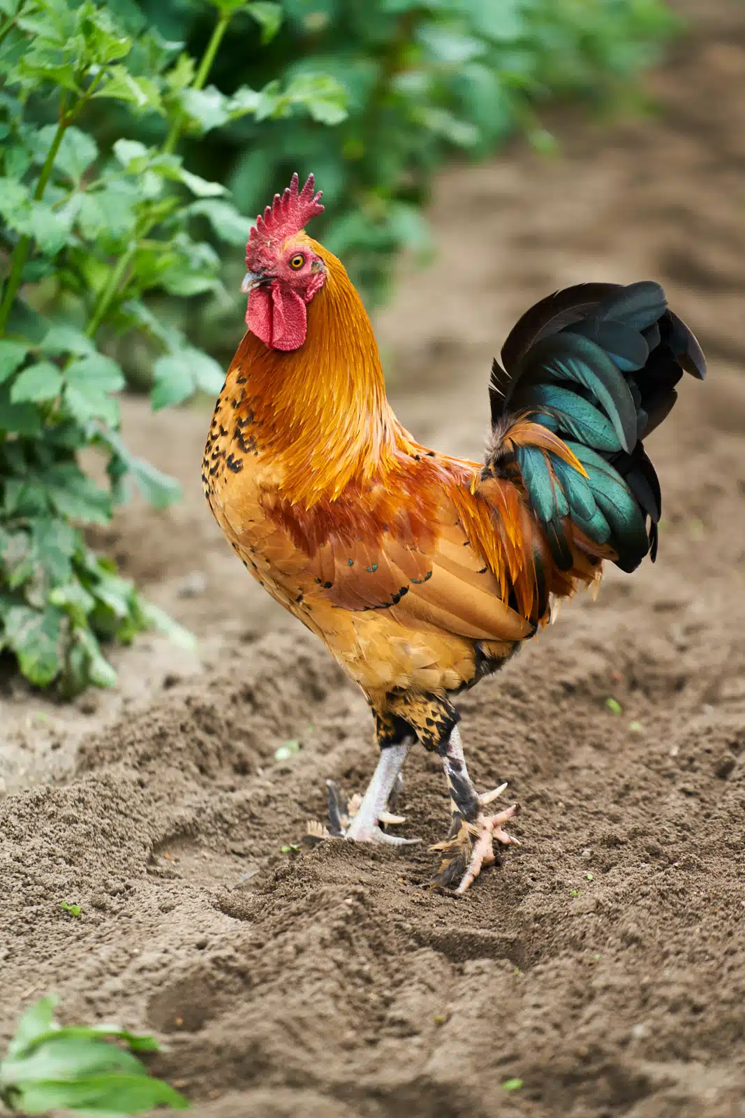 Scenes from the New England Farm Coast in Summer