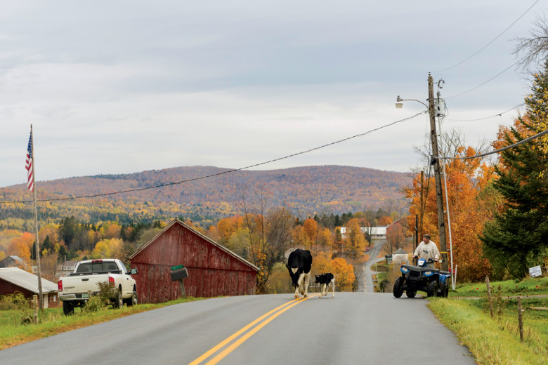 In Sutton, an ATV proves handy in herding a stray calf and cow back to the barn.