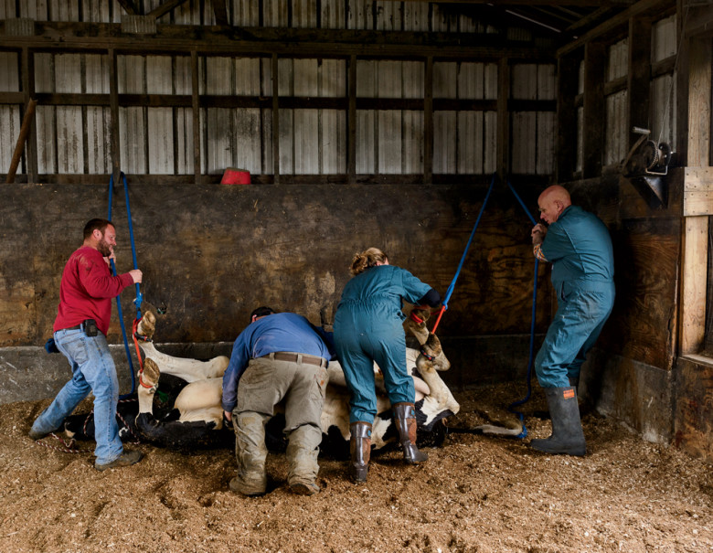 Stuwe and his partner, veterinarian Emily Comstock (both in blue coveralls), lead the effort to position a sedated Holstein for surgery at the Sutton farm of Ryan Simpson (far left).