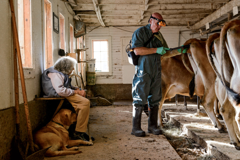 At the Cabot farm of one of his oldest clients, Barbara Carpenter (left), Stuwe performs an ultrasound on a cow using equipment that transmits digital images to the goggles he wears.