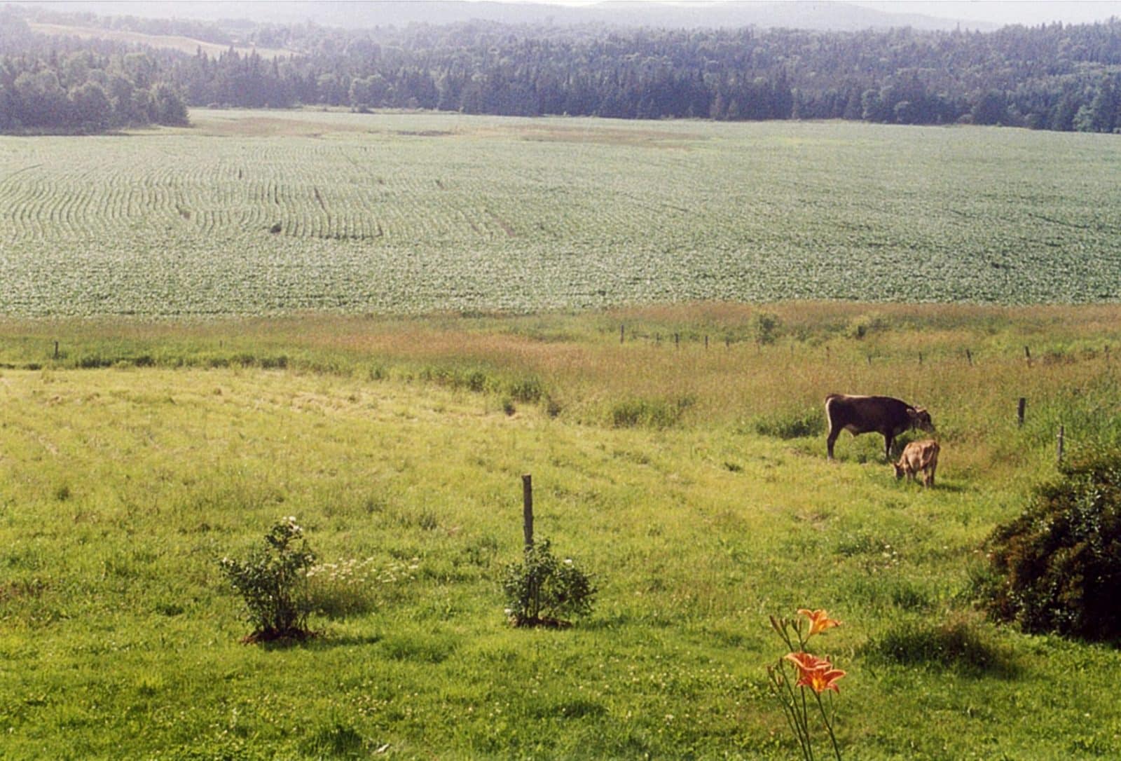 a-cow-named-penny-the-farmer-s-life-dispatches-from-chickadee-farm