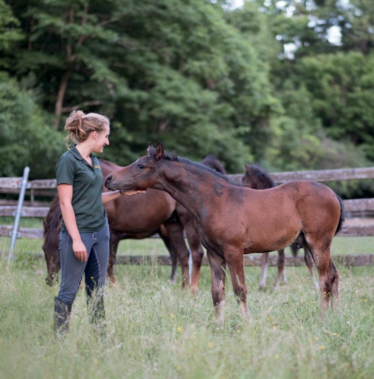 The University of Vermont’s Horse Farm The Horse That Changed