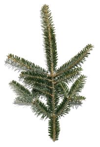 Fraser Fir