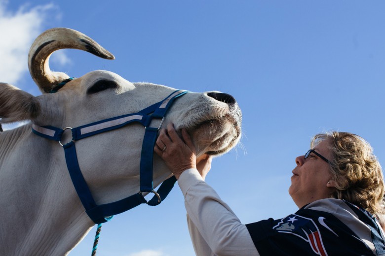 Barbara Meserve, of Casco, Maine, cuddles with Domenic, her friend's ox, as they prepare to march in the Grand Parade.