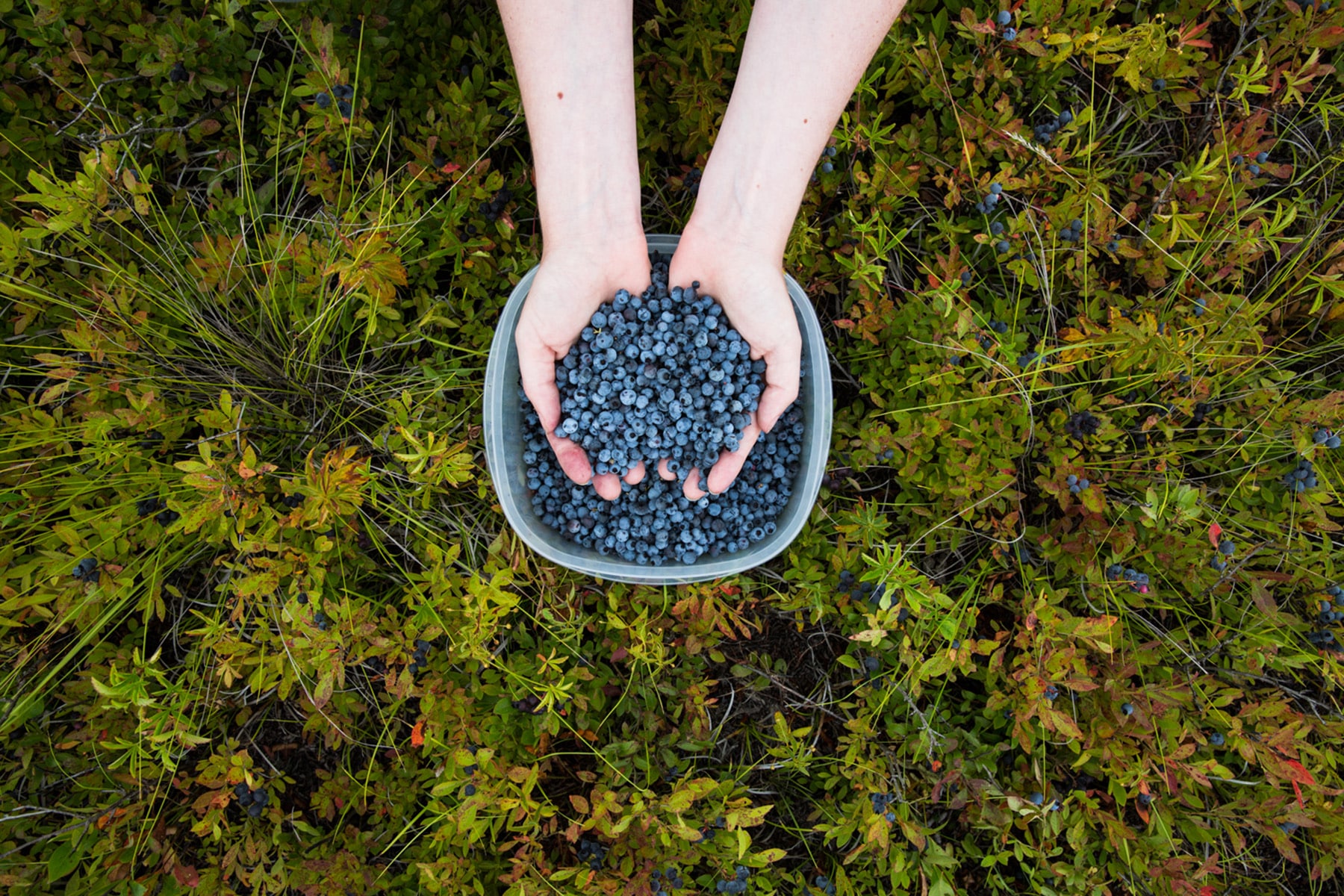 Picking wild blueberries. Kennebunk, Maine.