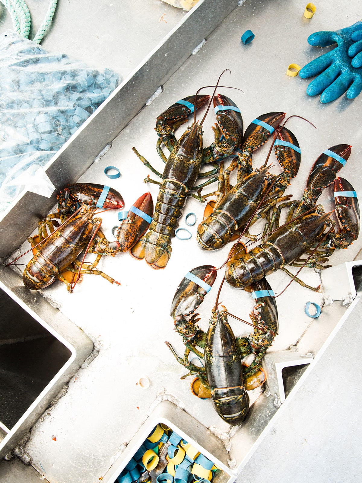 Lobster haul. Tenant's Harbor, Maine.