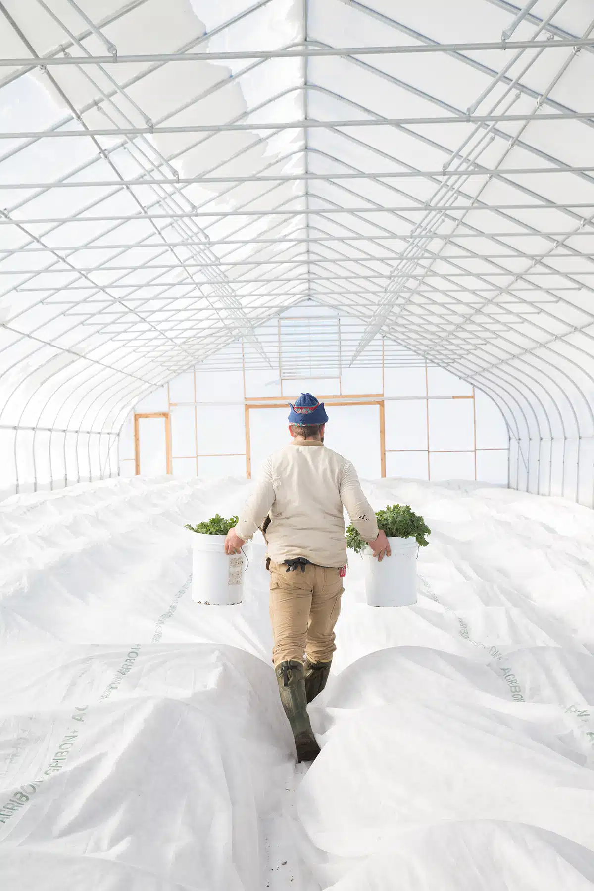Winter Harvest at Two Farmers Farm. Scarborough, Maine.