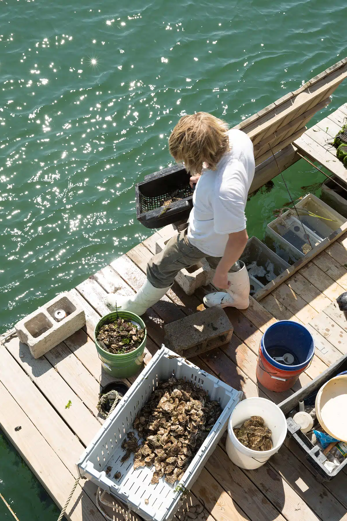 Nonesuch Oysters. Scarborough, Maine.