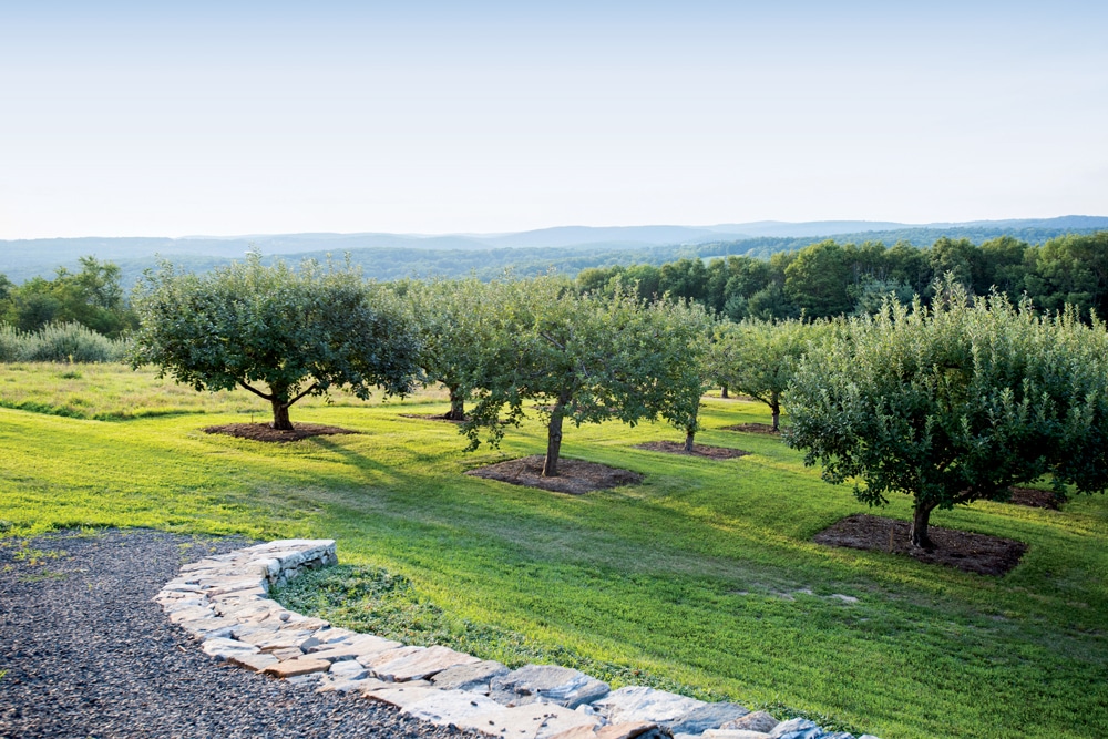 Allard’s backyard orchard mixes heirloom varieties such as Winesap, Gravenstein, and Cortland with a few modern hybrids.