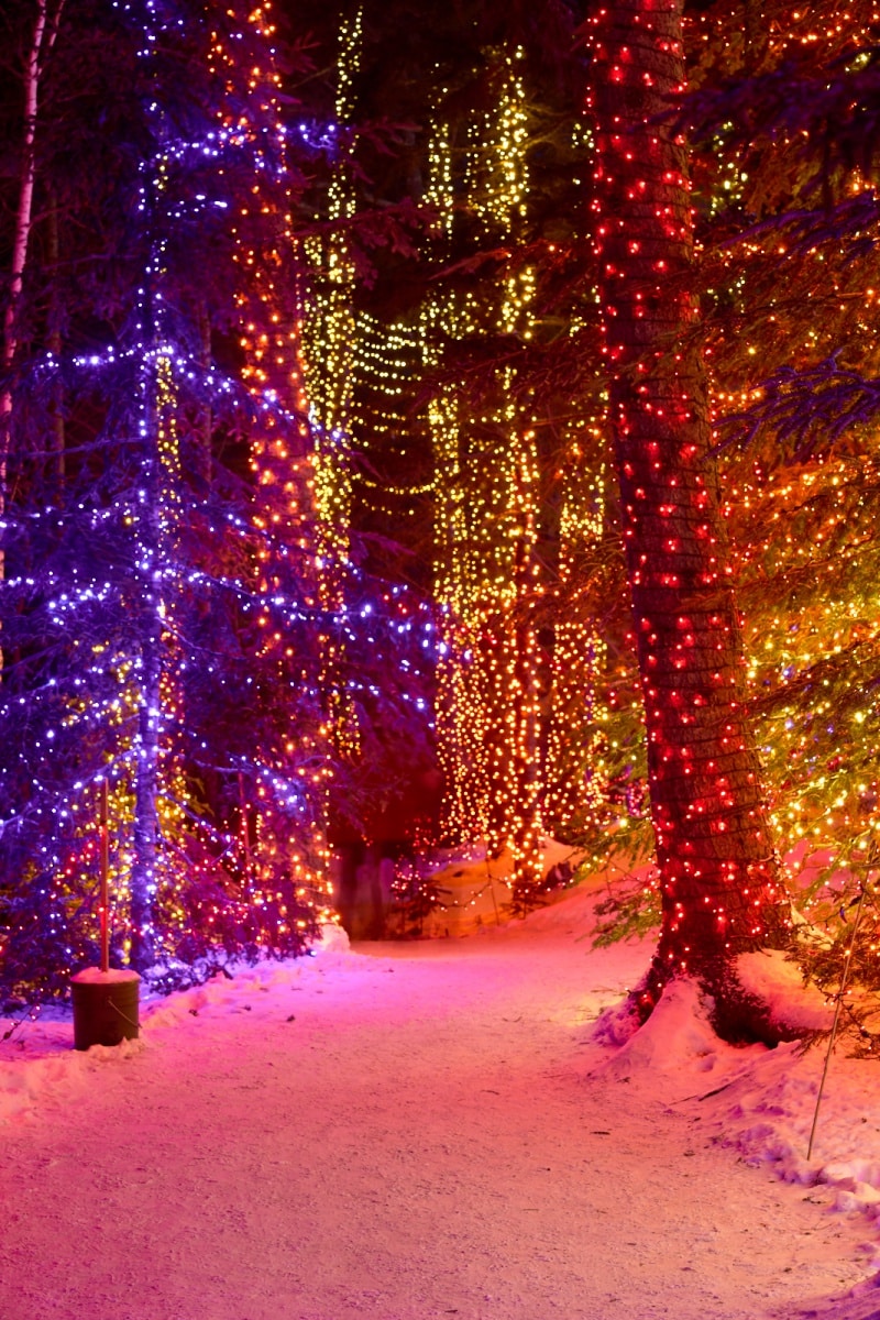 Maine Botanical Gardens Lights Harete