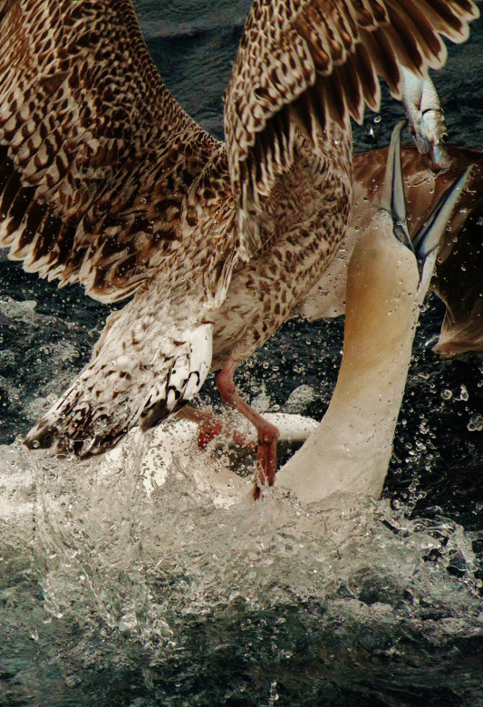 “I couldn’t believe I got this,” Woods says of a gannet and a sea gull battling over a fish dinner.