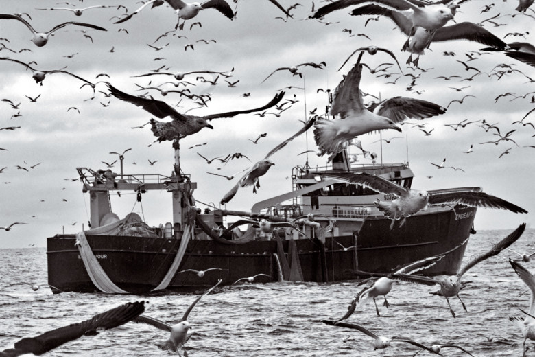 While working on the Western Venture, Woods anticipated the feeding frenzy of birds that began as the nearby herring trawler Endeavour brought fish on deck. “The most difficult thing for me is to get images that are new and fresh and vibrant from something I’ve done for thousands of days.” 
