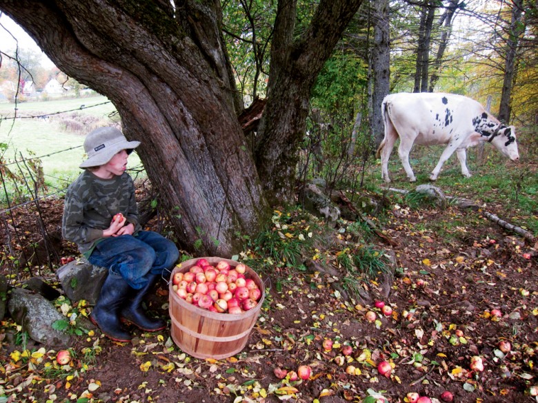 The Hewitts’ last fall on their old homestead: As one of the family’s cows grazes nearby, the author’s younger son, Rye, munches an apple beneath a favorite tree.