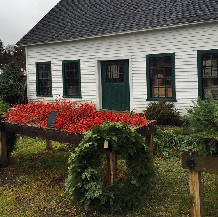 Holiday reds and greens at Snug Harbor Farm in Kennebunk, Maine. 