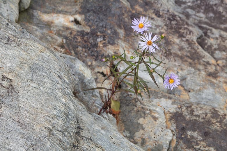 Asters