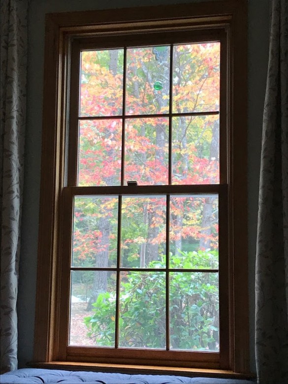 Foliage Through The Window