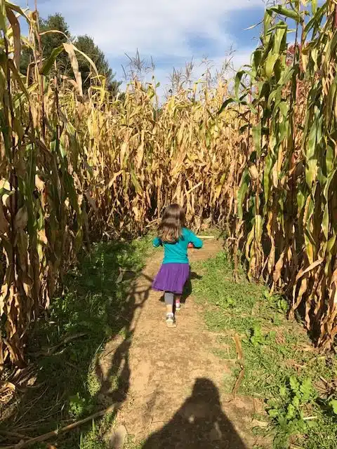 Corn Maze