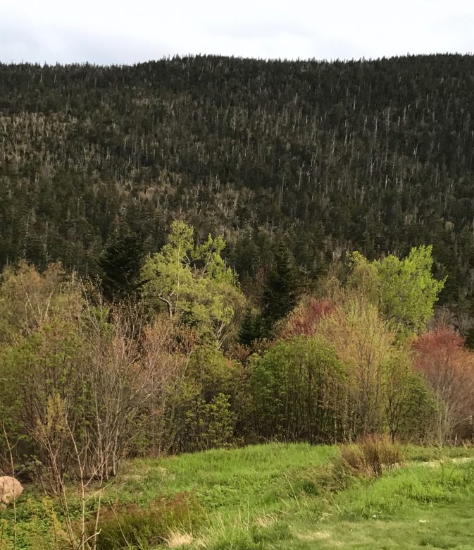 June 1 - White Mountains Bare