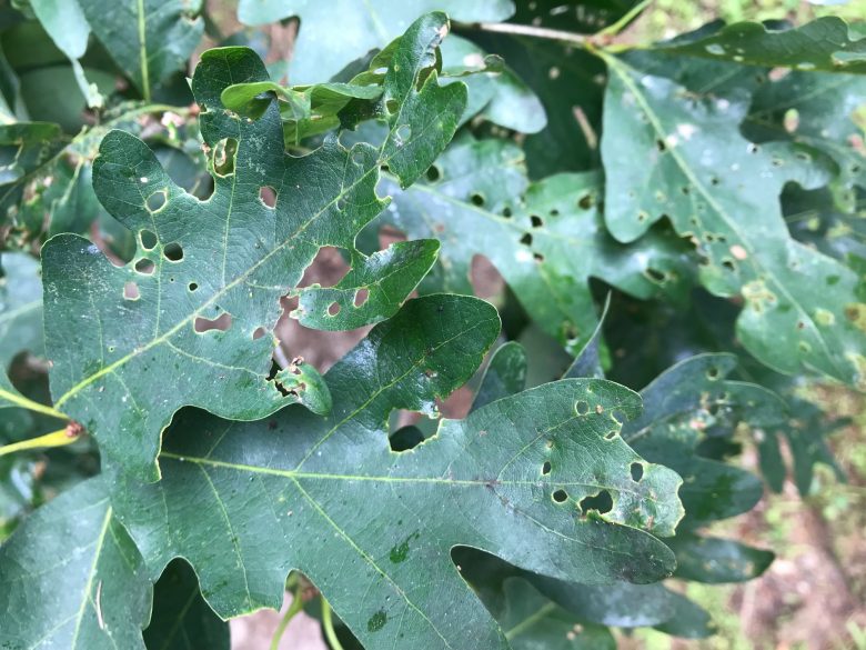 Oak Shothole Leafminer