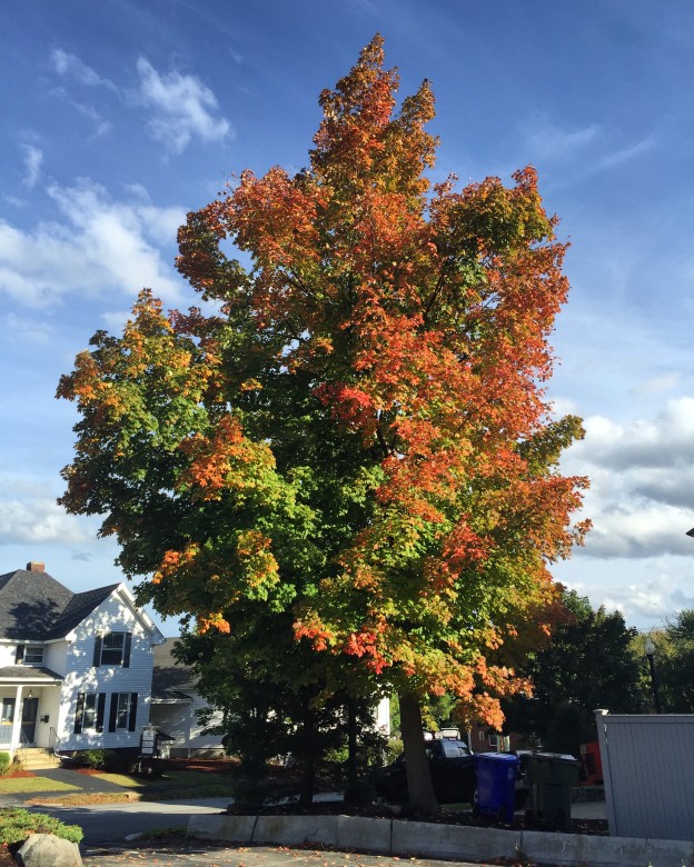 Trees In Suburban Settings, Like This One In Manchester, NH Are Turning Early This Year
