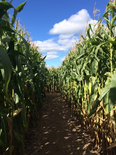 The Corn Maze at Washburn's Windy Hill Orchard