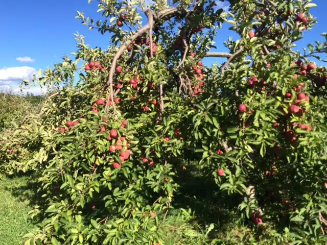 Washburn's Windy Hill Orchard