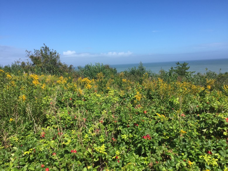 Sconset Bluff Walk