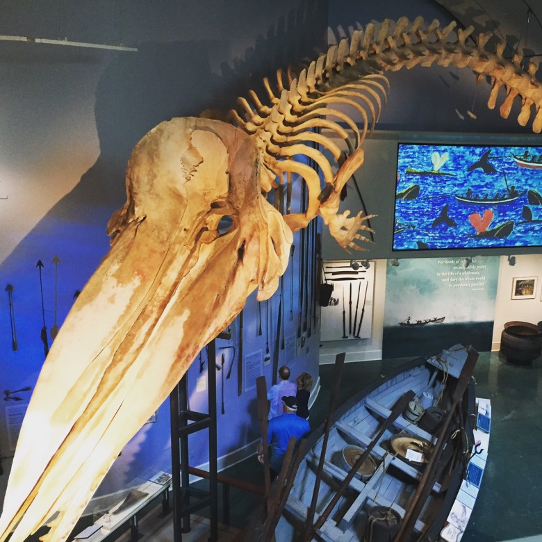 One of the highlights of the museum is this giant Sperm whale skelaeton that hangs in the main gallery space. 