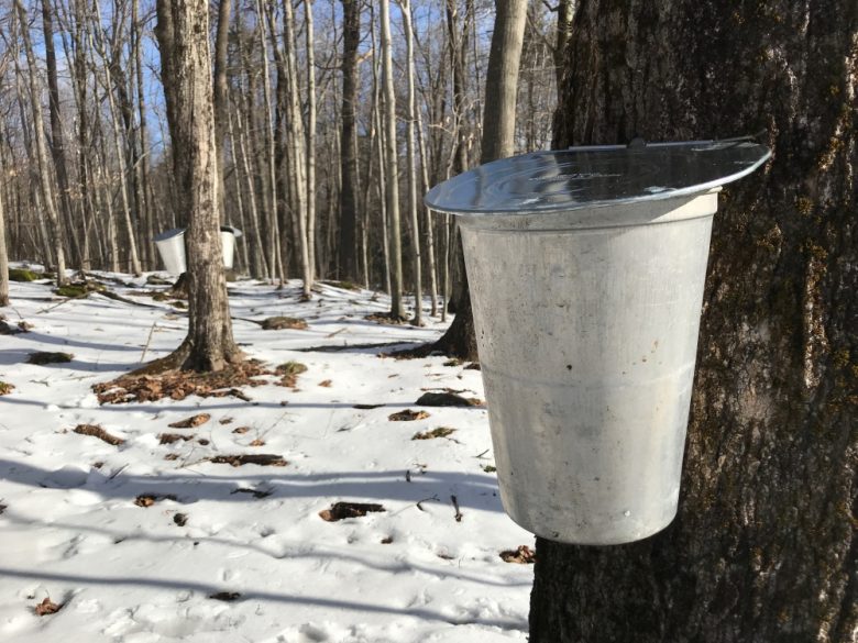 How to Make Maple Syrup In Your Own Backyard | Maple Syrup Supplies