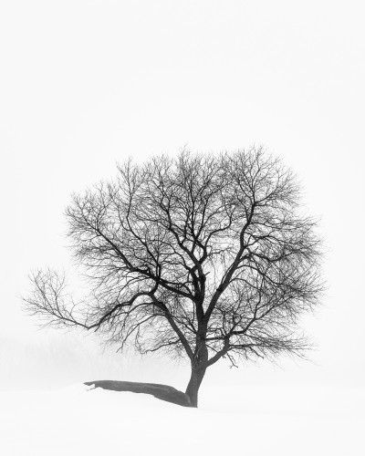 Maine Trees | Featured Photographer Jamie Walter - New England Today