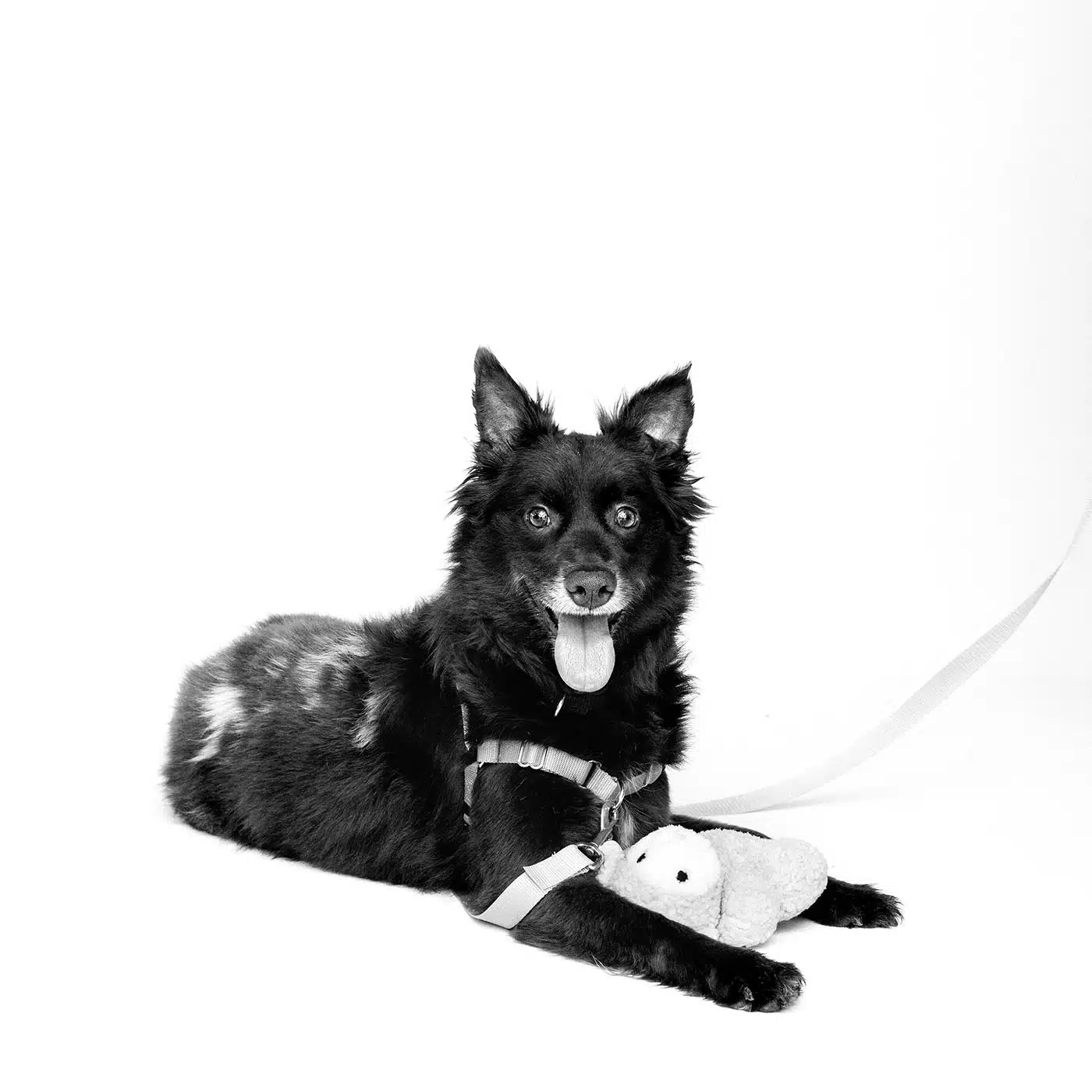 Dog Portraits | Featured Photographer Jesse Freidin