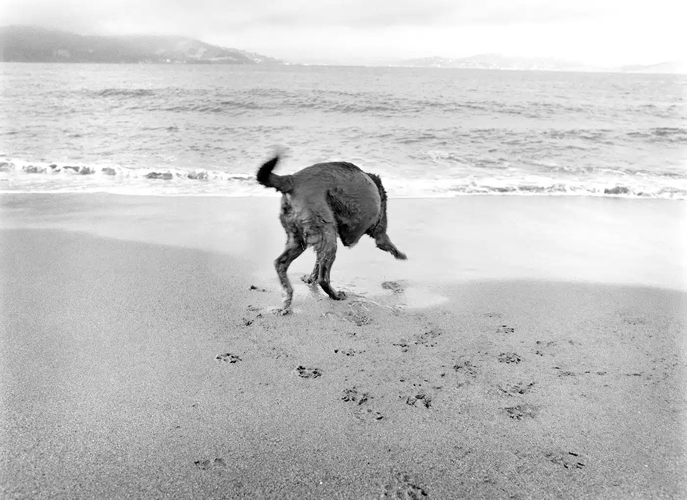 Dog Portraits | Featured Photographer Jesse Freidin
