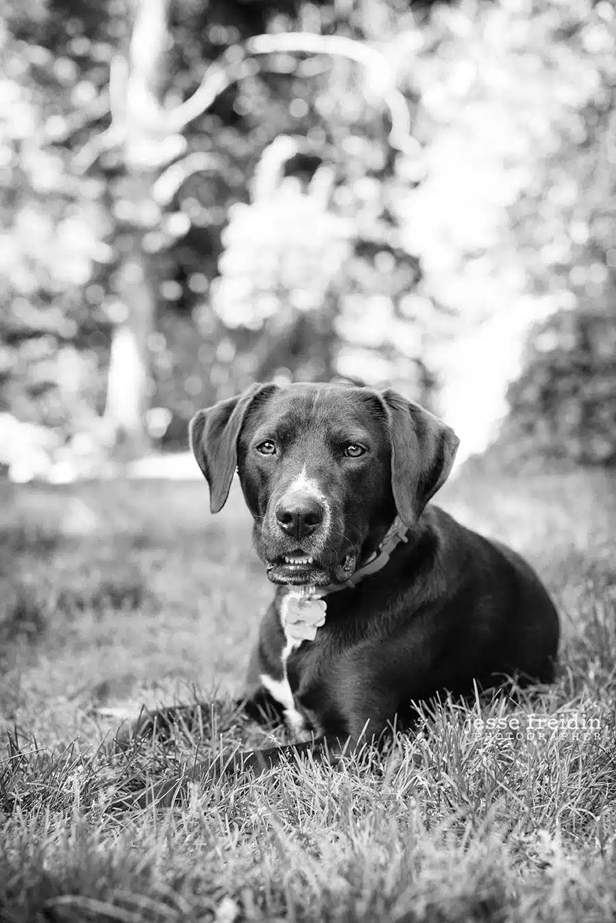 Dog Portraits | Featured Photographer Jesse Freidin