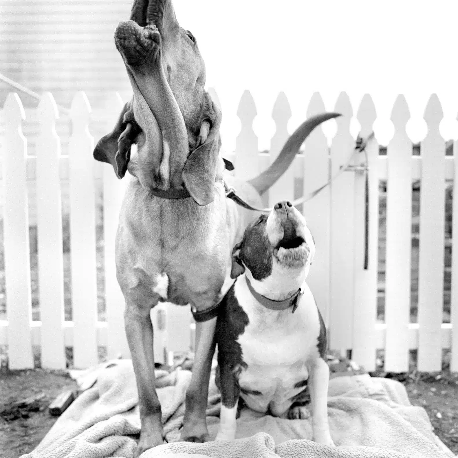 Dog Portraits | Featured Photographer Jesse Freidin