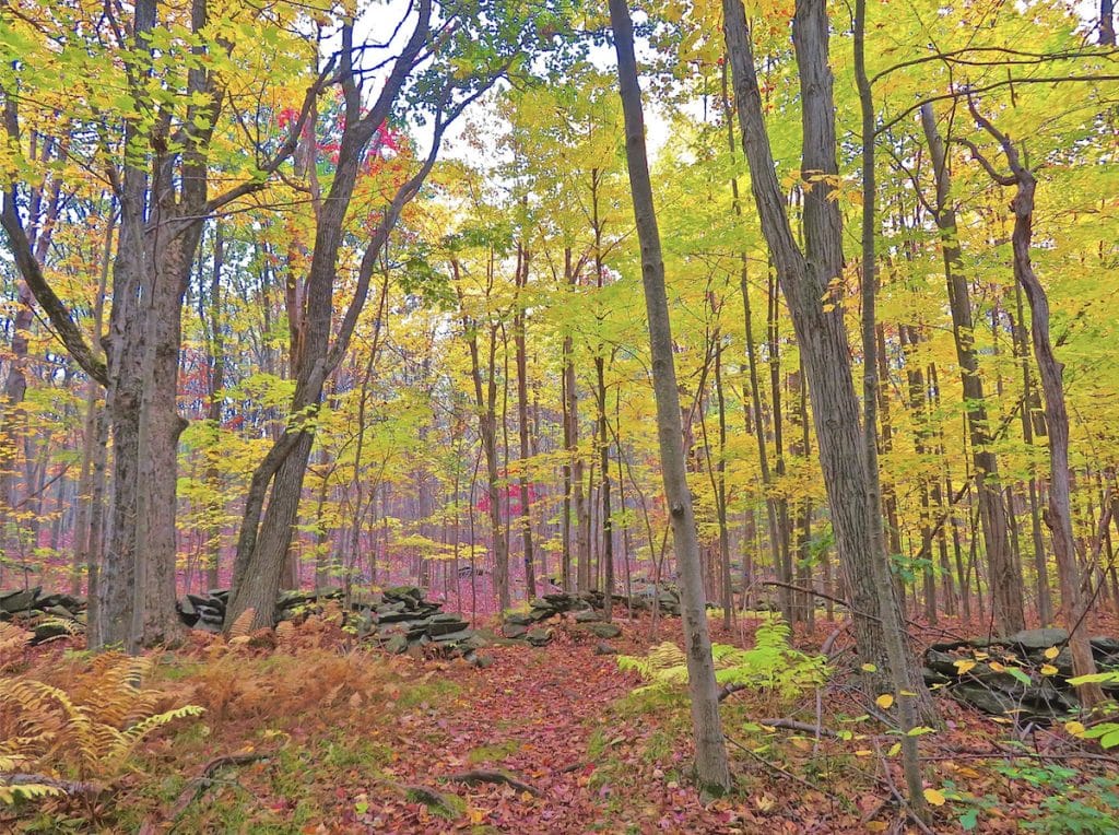 Best Easy Foliage Hike in Every New England State New England