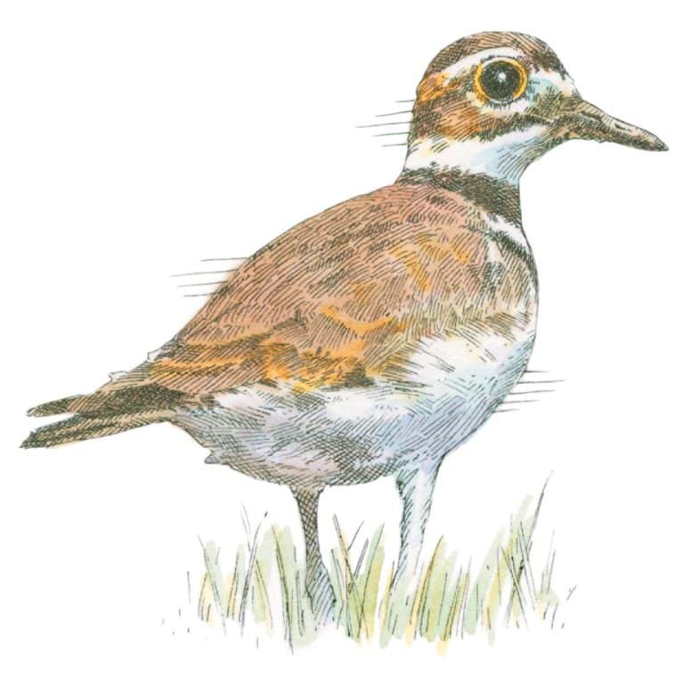 Rite of Return A Connecticut Migratory Bird Parade New England