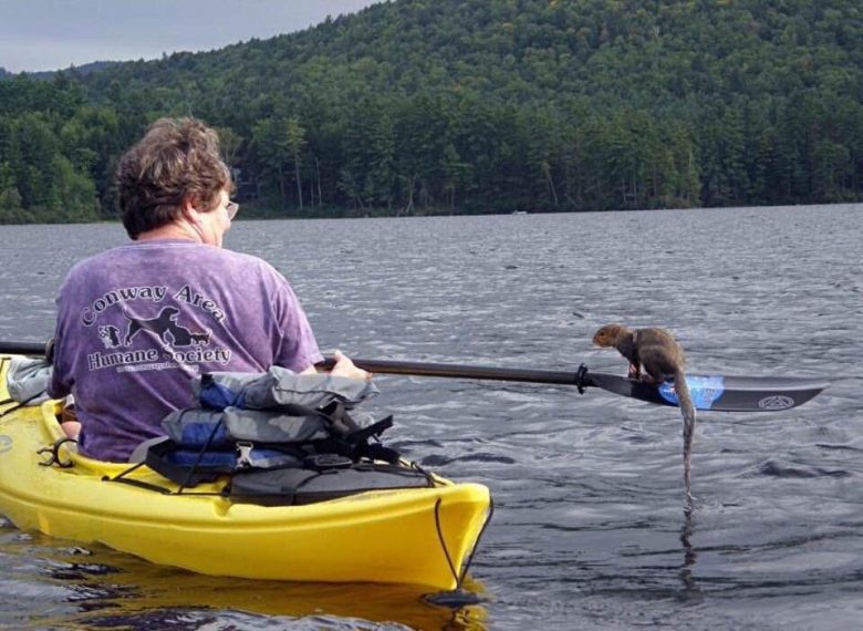 Kayak Squirrel