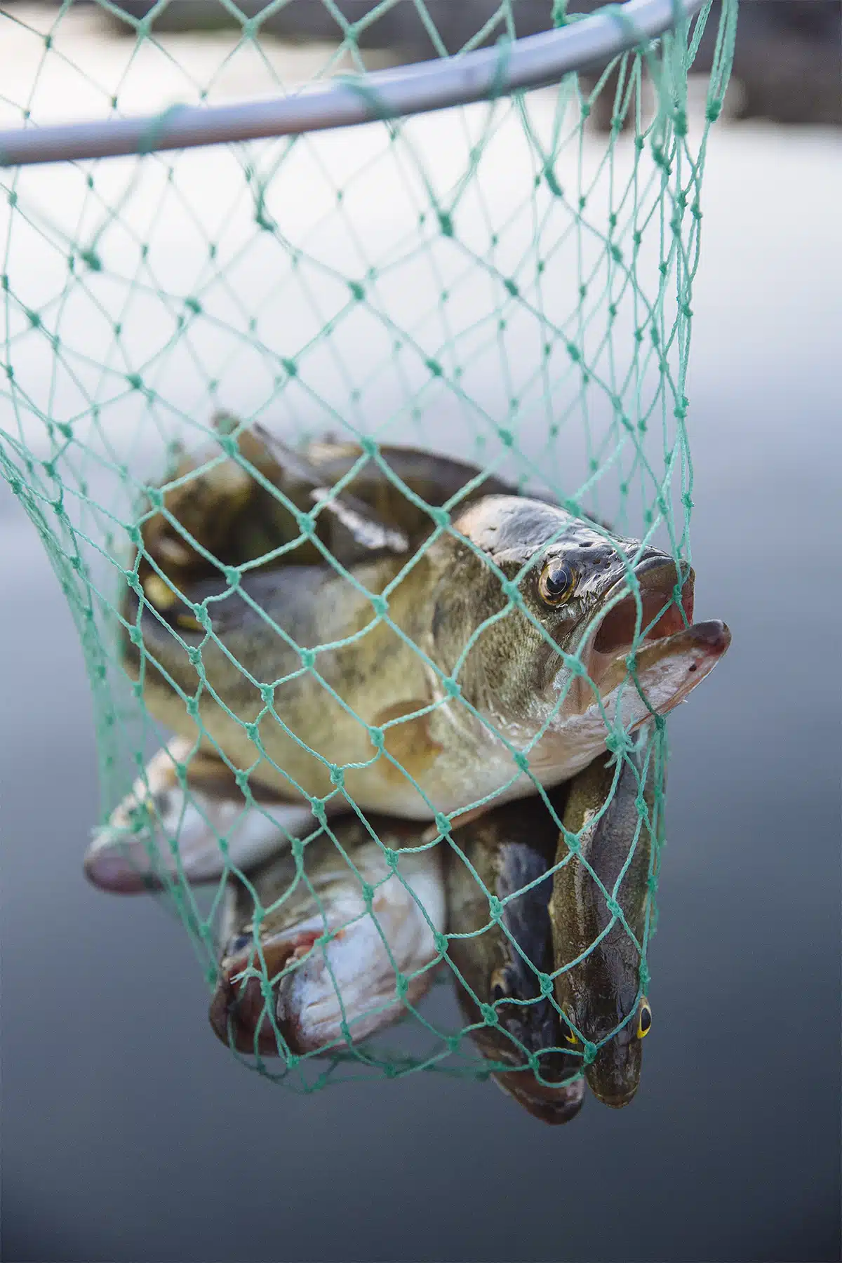 Some great bass fishing on the lake. We ate a lot of fresh fish including panfish like Yellow Perch and Pumpkinseed or Bass.