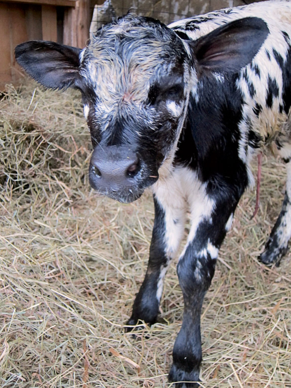 Frodo the bull calf, whose gawky 150-pound frame only hints at the half-ton bruiser he’ll one day become.