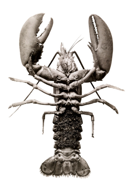 A female lobster carrying eggs.