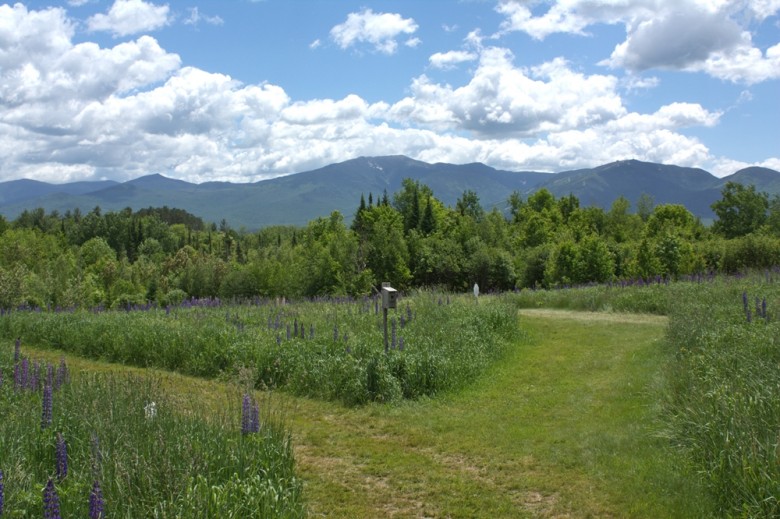 Sugar Hill Lupines