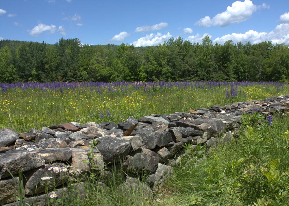 Sugar Hill Lupines