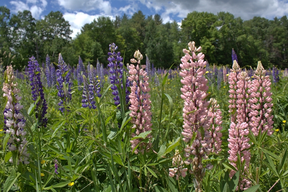 Sugar Hill Lupines