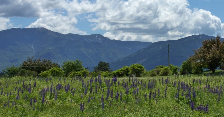 Sugar Hill Lupines