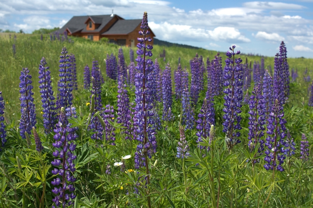 Lupines 8
