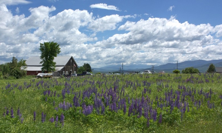 Sugar Hill Lupines