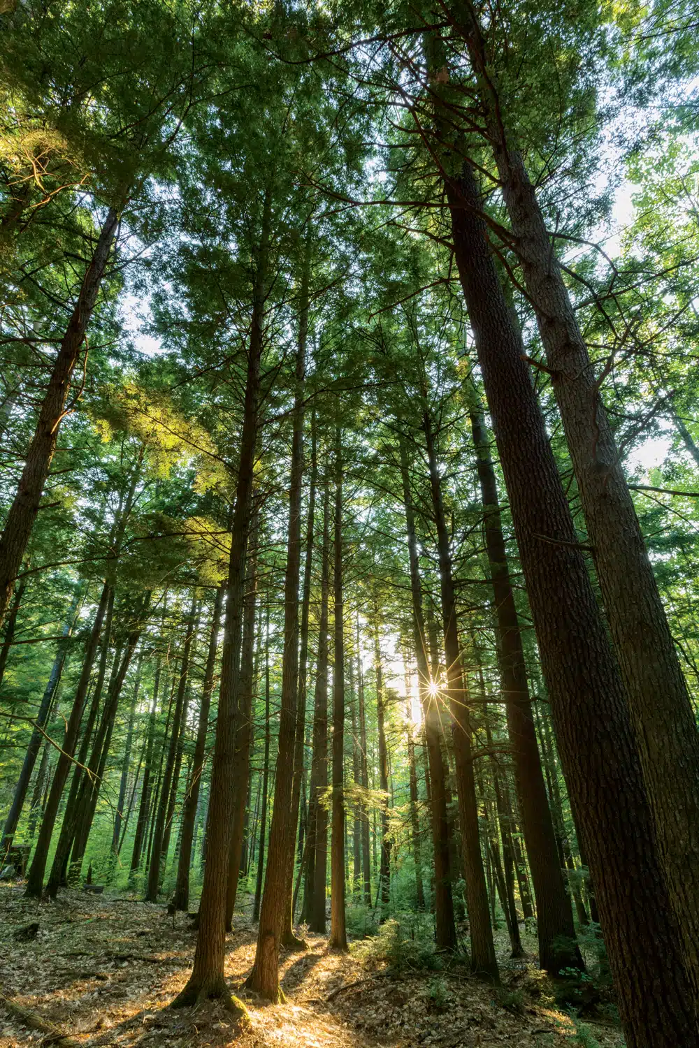 Eastern hemlock in Madbury, New Hampshire Eastern hemlock in Madbury, New Hampshire