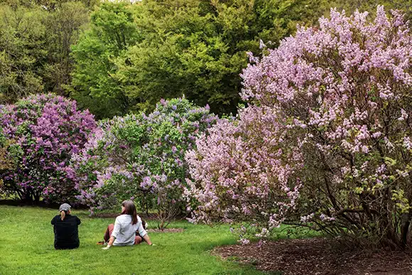 Two people sit on grass near blooming lilac bushes in a lush, green park.